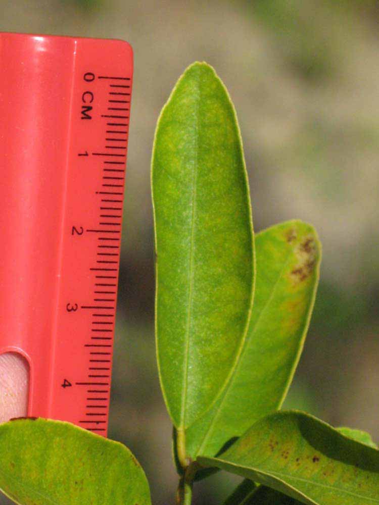              Unifoliolate leaf of  Citrus      aurantifolia  x  Fortunella  sp.      (Eustis, Winter   Haven, FL)       